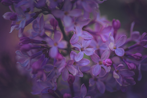 A DSLR close-up photo of beautiful Lilac blossom on a defocused lights bokeh background. Shallow depth of field. Much space for copy.