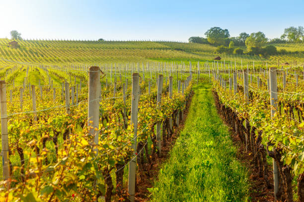 istock Vineyards of winegrowing Hallau 1367117800
