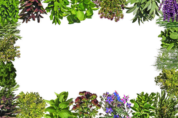 frame made of fresh herbs against white background