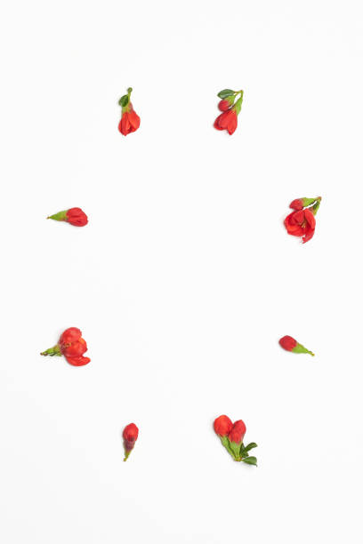istock Composition of flowers. A frame of red spring flowers on a white background. Easter, spring concert. Flat chaise longue, top view, copy space 1367119912