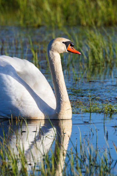 немой лебедь купается в озере - water surface standing water swan mute swan стоковые фото и изображения