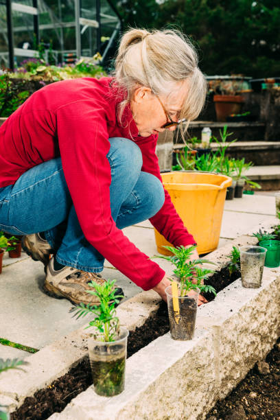 istock Planting marigolds in a low wall 1367121992