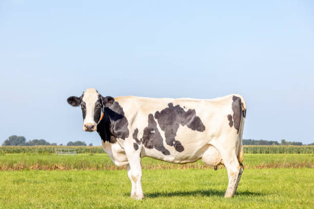Healthy cow standing on green grass in a field, pasture and a blue sky, side view stock photo