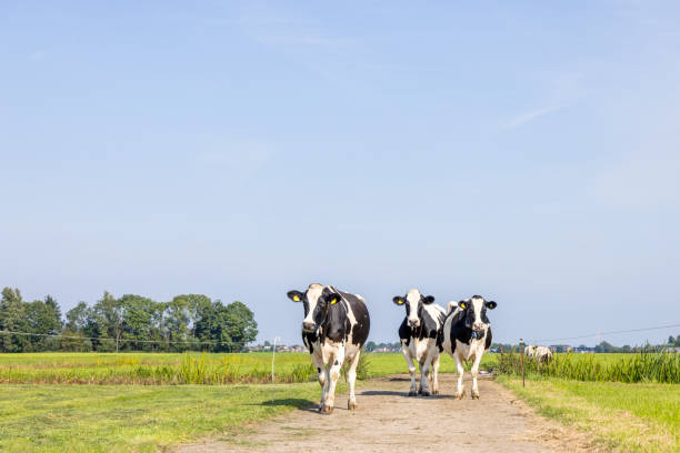 istock Three cows on a path in a pasture, black white, walking towards together, green grass and a blue sky 1367123172