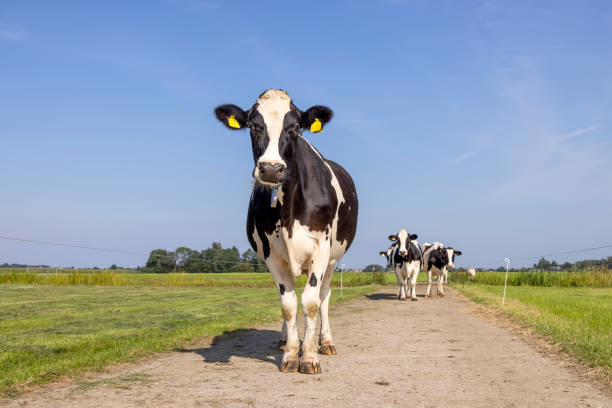 istock Cow on a path in field, black and white curious  surprised looking, blue sky, horizon over land 1367123174