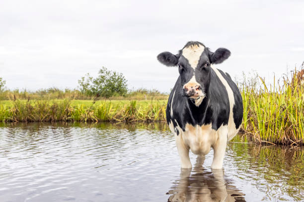 krowa ochładza się, pływa, kąpie się i stoi w potoku, odbicie w wodzie - wading zdjęcia i obrazy z banku zdjęć