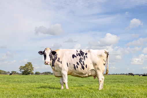Dairy cow standing on green grass in a meadow, pasture and a blue sky, side view full body