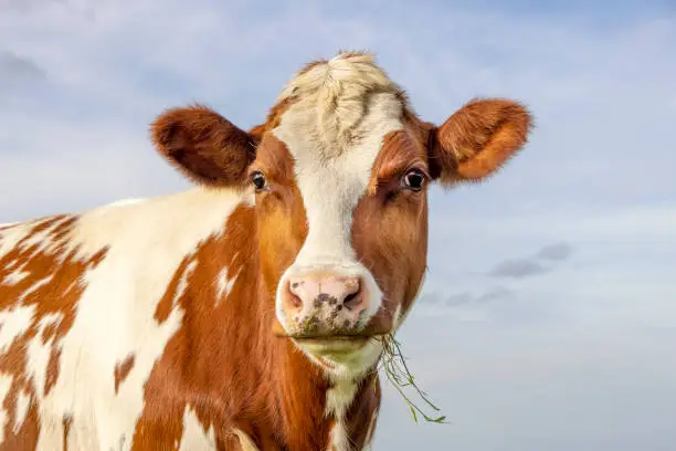 Photo of Cow portrait, a cute red bovine, white blaze, pink nose and looking friendly, chewing blades of grass