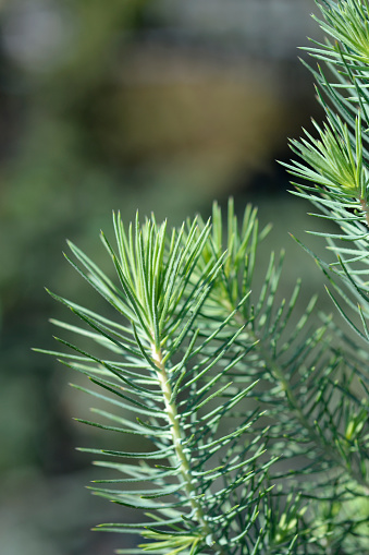 Stone Pine Silver Crest branch - Latin name - Pinus pinea Silver Crest
