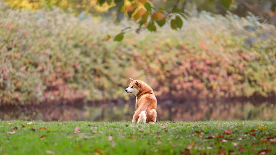 Dog Deutsch-Drahthaar in a meadow covered with fallen yellow leaves.