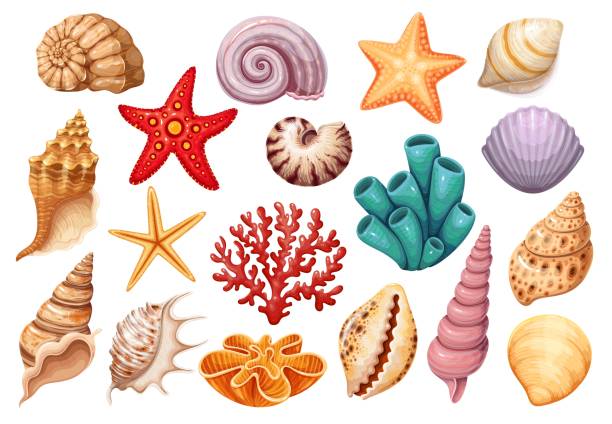 ilustrações, clipart, desenhos animados e ícones de conchas do mar ícones gravados - barnacle