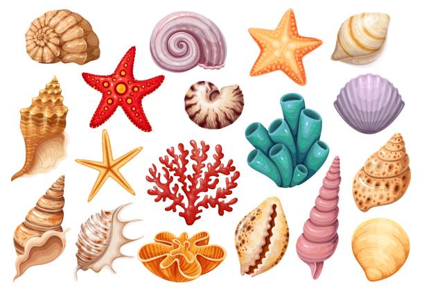 Seashells engraved icons Seashells icons set. Various mollusk seashells different forms, starfish, coral. Underwater flora, sea plants vector illustration. barnacle stock illustrations