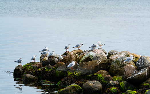 Flock of seagulls sitting on a rock pier by the sea.