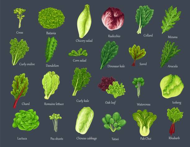 ilustraciones, imágenes clip art, dibujos animados e iconos de stock de juego de hojas de ensalada - arugula salad plant leaf