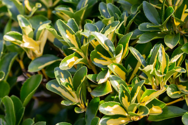 Wintercreeper Emerald Gaiety - Latin name - Euonymus fortunei Emerald Gaiety Wintercreeper Emerald Gaiety - Latin name - Euonymus fortunei Emerald Gaiety natural background of variegated leaves winged spindletree stock pictures, royalty-free photos & images