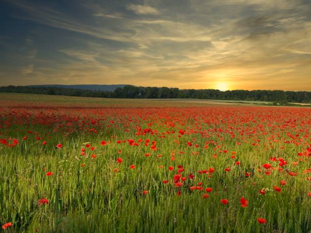 istock Poppy Flowers Field 1367126143