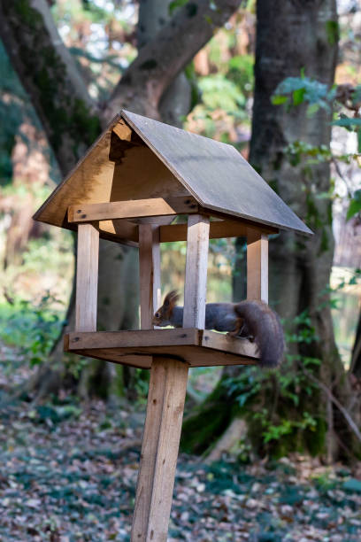 istock Feeder for squirrels and wild animals in the forest. Squirrel eats food 1367126360
