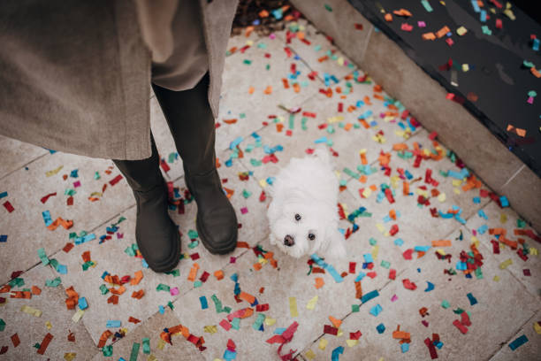 istock Maltese dog puppy 1367128429