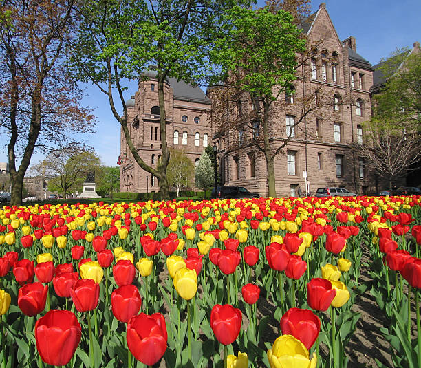 istock Tulips at Ontario Parliament 136712862