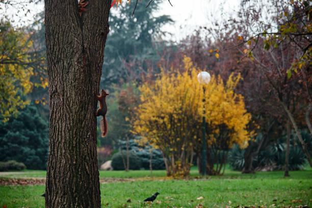 Squirrel climbing on tree and black raven background. Autumn colors and squirrel stay vertically