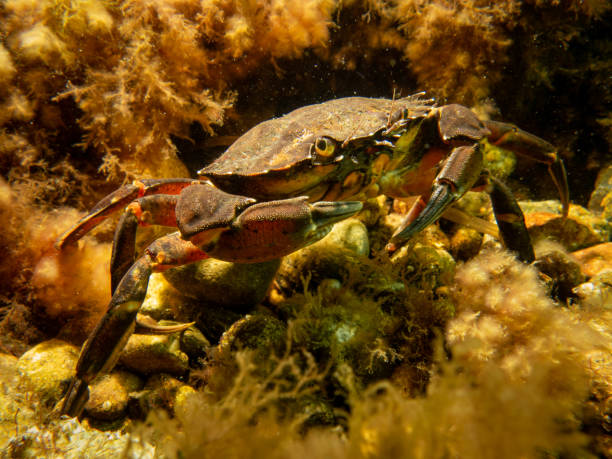 istock A crab among seaweed and stones 1367130532