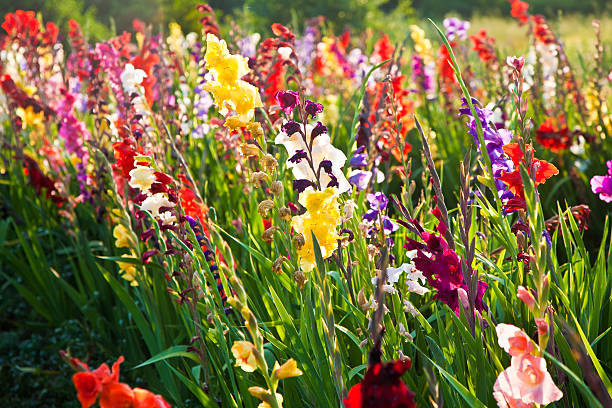istock beautiful flowers in the meadow 136713110