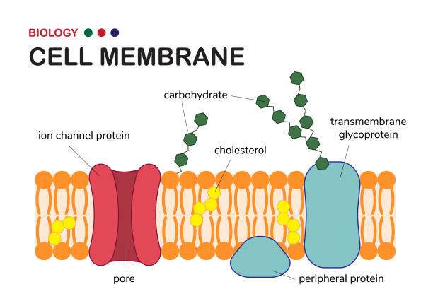 ilustrações de stock, clip art, desenhos animados e ícones de biological diagram show structure of cell membrane or plasma membrane which envelope the cell in living organism - bioquímica