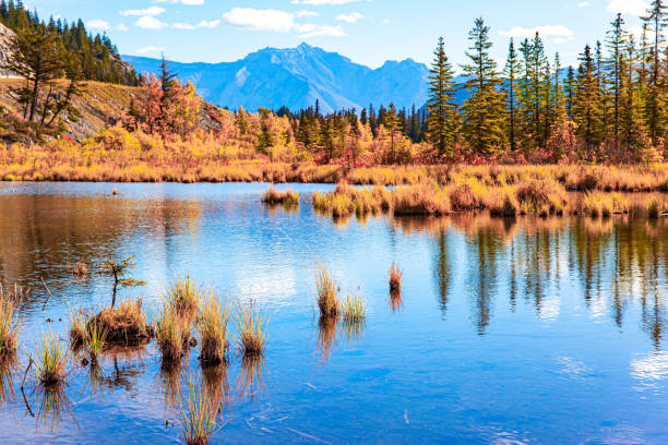 istock The autumn forest on the shores 1367133012