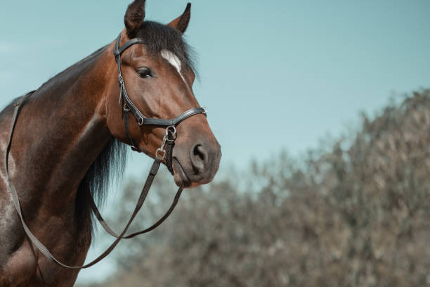 Trotter with black leather bridle and reins in outdoors. Close-up horse portrait. Trotter with black leather bridle and reins in outdoors. Close-up horse portrait. bay horse stock pictures, royalty-free photos & images