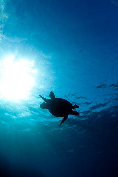 istock Silhouette of Sea Turtle 136713386