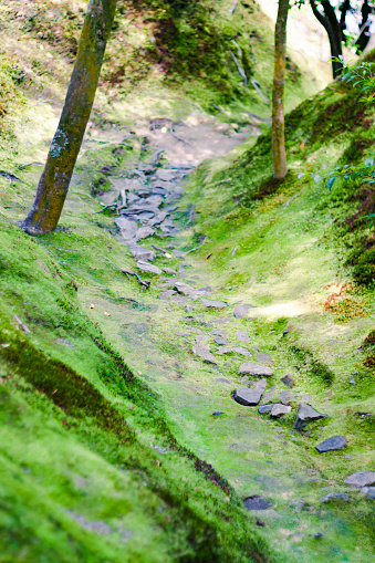 The moss-covered forest path, the hillsides covered with moss,