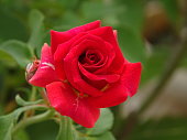 THE RED ROSE BLOSSOM