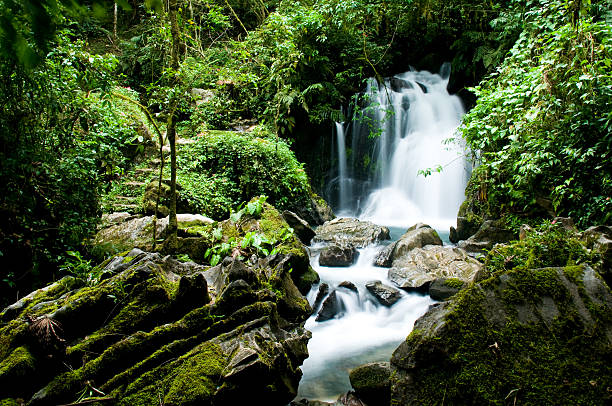 cascada de la selva tropical - musgo apretado fotografías e imágenes de stock