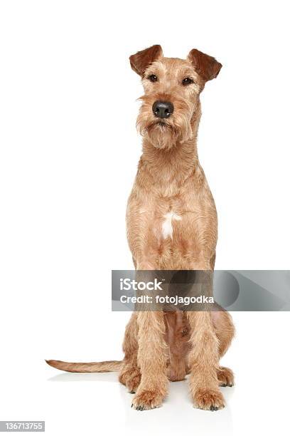 Irish Terrier Si Trova Su Sfondo Bianco - Fotografie stock e altre immagini di Irish terrier - Irish terrier, Cane, Stare seduto