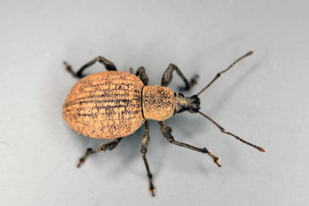 escarabajo de otiorhynchus (a veces otiorrhynchus) sobre fondo gris. muchos de ellos, por ejemplo, el gorgojo negro de la vid -o. sulcatus o el gorgojo de la raíz de la fresa -o. ovatus son plagas importantes. - strawberry vine fotografías e imágenes de stock