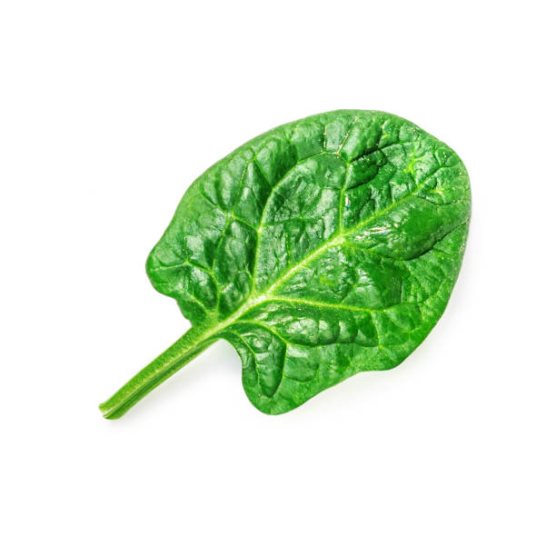 istock Spinach leaves isolated on white background. Fresh Spinach Closeup. Top view. Flat lay.