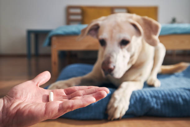 istock Man giving medicine to his old dog 1367139989