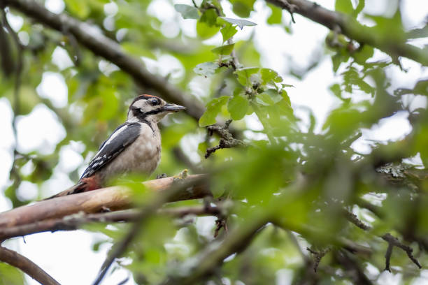 A woodpecker sits on a branch of a sick apple tree that has lost its bark. An sanitary or a pest? stock photo