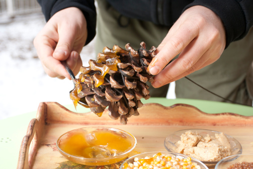 spreading honey on pine cone to make a bird feeder