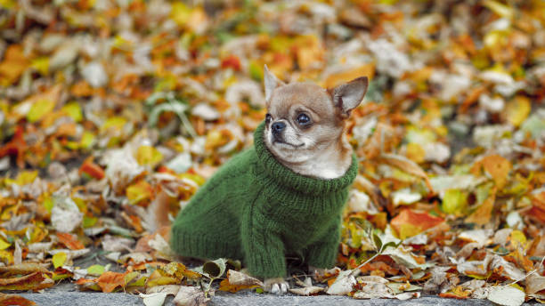 istock dressed chihuahua at autumn. dog wearing a green pullover. 1367141220