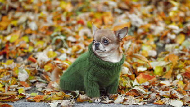 dressed chihuahua at autumn. dog wearing a green pullover. dressed chihuahua at autumn. dog wearing a green pullover. chihuahua dog photos stock pictures, royalty-free photos & images