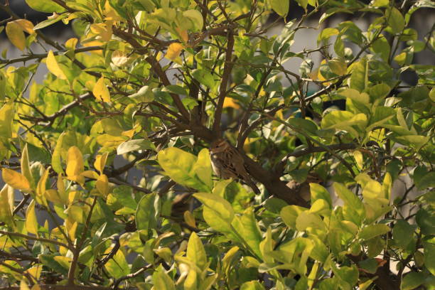 House Sparrow on Bench in Public Park.