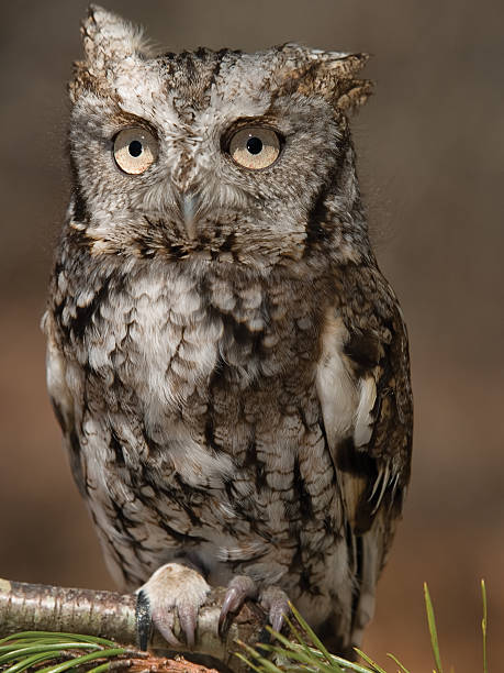 syczoń - zoo audubon zdjęcia i obrazy z banku zdjęć