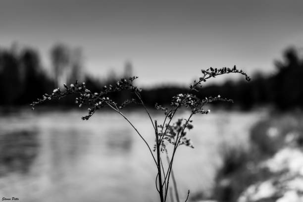 istock Closeup of Wild weeds during hike 1367142019