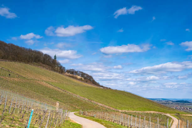 istock Vineyards in the Rheingau in spring 1367142054