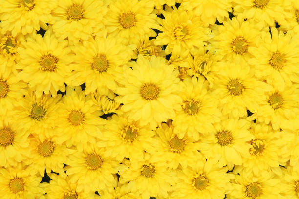 istock Pattern of fresh yellow dandelion flowers for background. 1367142414