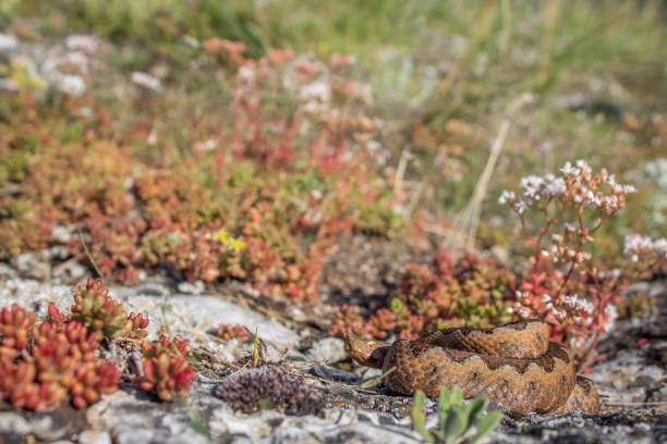 istock Female nose-horned viper (Vipera Ammodytes) 1367142530