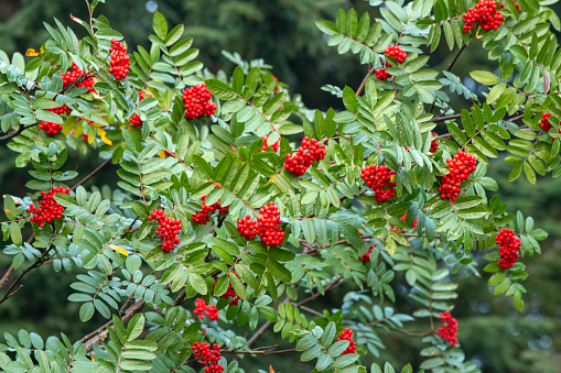 Branches of Cotoneaster with Red Berries, Normandy in France