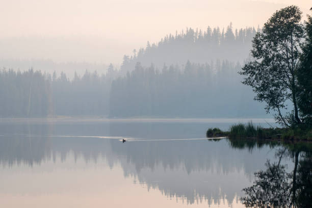 istock A duck swimming in Trillium Lake 1367143530