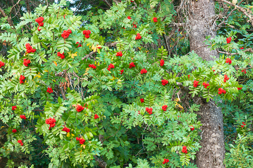 Bush with red berries
